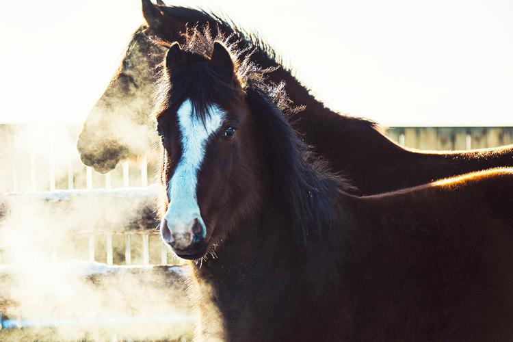 Автобус| В гости к Чудо‑Коням: сказка марийской столицы