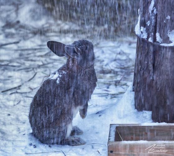 Автобус| Зимние тропы Беларуси: замки, лесные чудеса и Дед Мороз из Воронежа