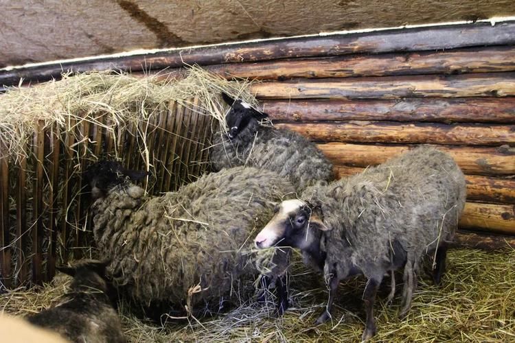 Оленьи выходные в Greenfield Park