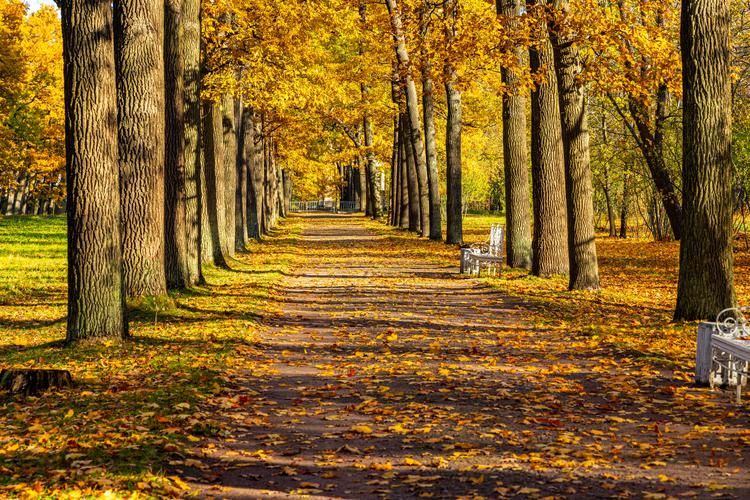 Петербург для Вас